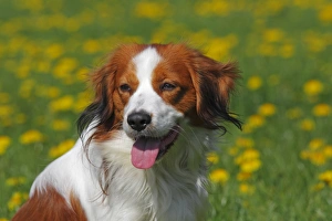 Kooikerhondje or Kooiker Hound -Canis lupus familiaris-, young male dog, portrait Kooikerhondje or Kooiker Hound -Canis lupus familiaris-, young male dog, portrait