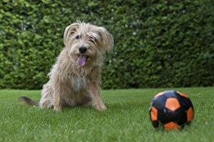 Kromfohrlaender and Irish Terrier hybrid dog sitting expectantly next to a ball Kromfohrlaender and Irish Terrier hybrid dog sitting expectantly next to a ball