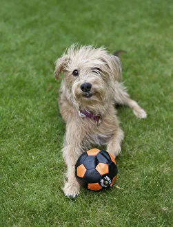 Kromfohrlaender and Irish Terrier playing with a ball Kromfohrlaender and Irish Terrier playing with a ball