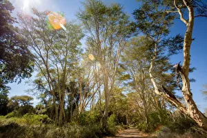 Kruger National Park, Nature Reserves, South Africa, fever trees, Colour Image Kruger National Park, Nature Reserves, South Africa, fever trees, Colour Image