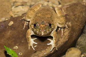 Kuhlis Frog (Rana kuhlii), Taiwan, East Asia Kuhlis Frog (Rana kuhlii), Taiwan, East Asia