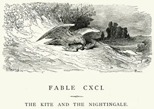 La Fontaine's Fables - Kite and the Nightingale La Fontaine's Fables - Kite and the Nightingale