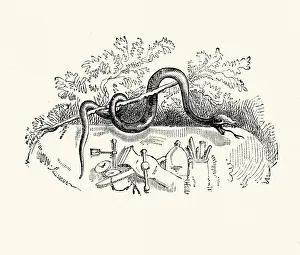 La Fontaine's Fables - Serpent and the File La Fontaine's Fables - Serpent and the File