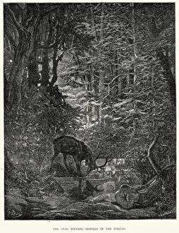 La Fontaine's Fables - Stag viewing himself in the Stream La Fontaine's Fables - Stag viewing himself in the Stream