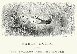 La Fontaine's Fables - Swallow and the Spider La Fontaine's Fables - Swallow and the Spider