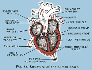 Labelled Structure of the Human Heart Diagram Labelled Structure of the Human Heart Diagram