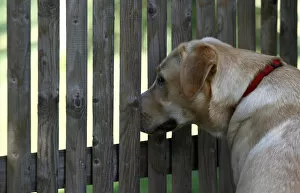 Cordon Gallery: Labrador Retriever looking through a fence