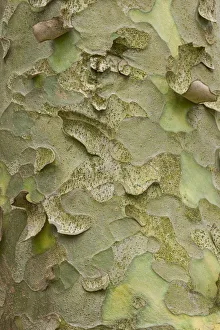 Lacebark Pine or White-barked Pine -Pinus bungeana-, bark, Thuringia, Germany Lacebark Pine or White-barked Pine -Pinus bungeana-, bark, Thuringia, Germany