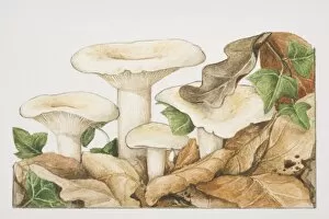 Lactarius piperatus, Peppery Milk-cap mushrooms fruiting amongst fallen autumn leaves