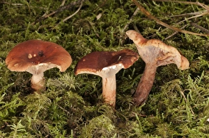 Lactarius Sphagneti -Lactarius sphagneti-, Untergroeningen, Baden-Wuerttemberg, Germany Lactarius Sphagneti -Lactarius sphagneti-, Untergroeningen, Baden-Wuerttemberg, Germany