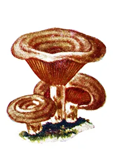 Lactifluus piperatus (synonym Lactarius piperatus), commonly known as the Blancaccio Lactifluus piperatus (synonym Lactarius piperatus), commonly known as the Blancaccio