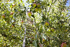 Ladder in an apple tree during apple harvest, Kaiser Wilhelm variety, Saxony, Germany Ladder in an apple tree during apple harvest, Kaiser Wilhelm variety, Saxony, Germany