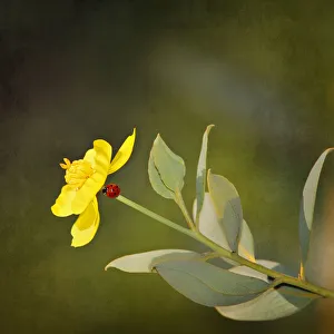 <b class=qtipBold><figcaption>Lady bug on stem of yellow flower</figcaption></b><br>Lady bug perched on stem of yellow wildflower at Shipley Nature Center.<br><em>© 2010-2011 Susan Gary</em> Lady bug on stem of yellow flower
