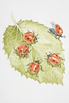 Four Ladybirds (Coccinella septempunctata) on a leaf Four Ladybirds (Coccinella septempunctata) on a leaf
