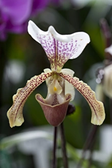 Ladys Slipper -Paphiopedilum san actaeus-, blossom, flower Ladys Slipper -Paphiopedilum san actaeus-, blossom, flower