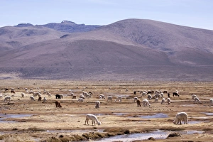 Lamas in the mountains near Arequipa, Peru, South America Lamas in the mountains near Arequipa, Peru, South America