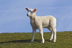 Lamb, domestic sheep, ewe lamb -Ovis ammon f. aries- standing on a dyke, Schleswig-Holstein Lamb, domestic sheep, ewe lamb -Ovis ammon f. aries- standing on a dyke, Schleswig-Holstein