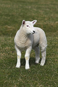 Lamb, Domestic Sheep -Ovis ammon f. Aries-, Schleswig-Holstein, Germany, Europe Lamb, Domestic Sheep -Ovis ammon f. Aries-, Schleswig-Holstein, Germany, Europe