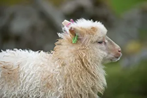 Lamb with and ear tag, Faroe Islands, Denmark Lamb with and ear tag, Faroe Islands, Denmark