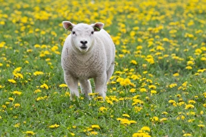 Lamb -Ovis orientalis aries- standing in dandelion meadow, Texel, The Netherlands Lamb -Ovis orientalis aries- standing in dandelion meadow, Texel, The Netherlands