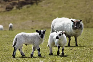 Lambs, County Cork, Ireland, British Isles, Europe Lambs, County Cork, Ireland, British Isles, Europe