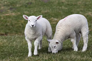 Two lambs, Easter lambs, Domestic Sheep -Ovis ammon f. Aries-, twins, Schleswig-Holstein Two lambs, Easter lambs, Domestic Sheep -Ovis ammon f. Aries-, twins, Schleswig-Holstein