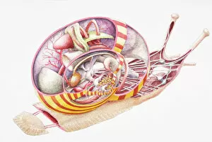 Images Dated 19th June 2007: Land Snail (Gastropoda), internal anatomy, cross-section