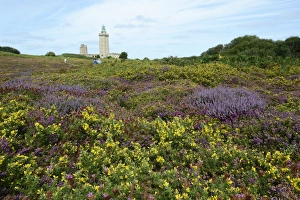 Landscape with Bell Heather -Erica cinerea- and Common Gorse -Ulex europaeus- at Cap Landscape with Bell Heather -Erica cinerea- and Common Gorse -Ulex europaeus- at Cap