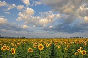 Landscape of Bright Yellow Sunflowers in a field in the Early Morning, Magaliesburg Landscape of Bright Yellow Sunflowers in a field in the Early Morning, Magaliesburg