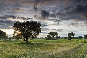 Landscape in morning light, at Quintana de la Serena, Extremadura, Spain Landscape in morning light, at Quintana de la Serena, Extremadura, Spain