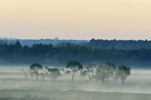 Landscape in morning mist, Biebrza National Park, Podlaskie Voivodeship, Poland Landscape in morning mist, Biebrza National Park, Podlaskie Voivodeship, Poland
