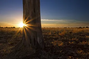 Landscape photo of a colourful sunset over a dead tree in the Kalahari. Kgalagadi Transfrontier Park, Southern Africa Landscape photo of a colourful sunset over a dead tree in the Kalahari. Kgalagadi Transfrontier Park, Southern Africa