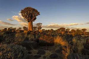 Landscape Photo of the Quiver Tree Forest lit up in Golden light from the Setting Sun, Keetmanshoop, Namibia Landscape Photo of the Quiver Tree Forest lit up in Golden light from the Setting Sun, Keetmanshoop, Namibia