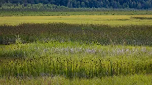 Landscape of Potter Marsh, Anchorage, Alaska, USA Landscape of Potter Marsh, Anchorage, Alaska, USA