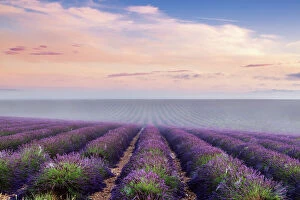 Vibrant Gallery: Landscape: scenic lavender field in Provence, France