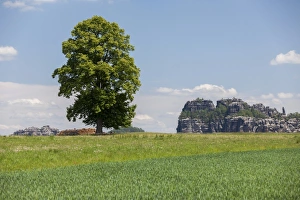 Landscape with a tree near the Schrammsteine rock group, Elbe Sandstone Mountains, Saxony Landscape with a tree near the Schrammsteine rock group, Elbe Sandstone Mountains, Saxony