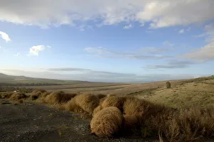 landscape with tumble weed , cape town, south Africa landscape with tumble weed , cape town, south Africa
