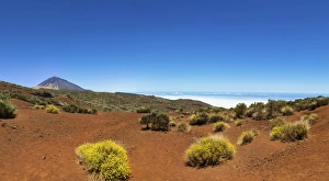 Landscape with vegetation typical of the Parque Nacional de las Canadas del Teide Landscape with vegetation typical of the Parque Nacional de las Canadas del Teide