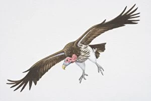 Images Dated 21st September 2006: Lappet-faced or Nubian Vulture (Aegypius tracheliotus), brown wings spread in flight