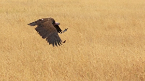 Lappet-Faced Vulture flying over golden grass Lappet-Faced Vulture flying over golden grass