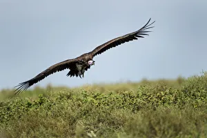 Lappet-faced Vulture, Ngorongoro, Tanzania Lappet-faced Vulture, Ngorongoro, Tanzania
