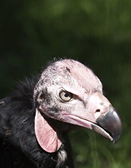 Lappet-faced Vulture or Nubian Vulture -Aegypius tracheliotus, Torgos tracheliotus- Lappet-faced Vulture or Nubian Vulture -Aegypius tracheliotus, Torgos tracheliotus-