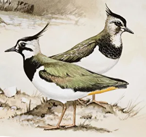 Lapwing (Vanellus vanellus), male and female, side view Lapwing (Vanellus vanellus), male and female, side view