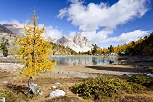 Larch tree in autumnal colours at Schottersee Lake, Mt Pareispitze or Col Bechei at back, Fanes-Sennes Nature Park Larch tree in autumnal colours at Schottersee Lake, Mt Pareispitze or Col Bechei at back, Fanes-Sennes Nature Park