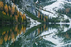 Larch trees with autumnal discolouring, reflections in Pragser Wildsee or Lake Prags Larch trees with autumnal discolouring, reflections in Pragser Wildsee or Lake Prags