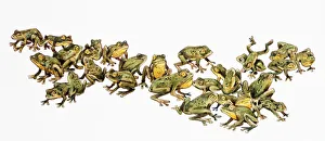 Large adult group of frogs, with green and yellow skin Large adult group of frogs, with green and yellow skin