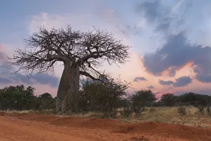 Large baobab tree without leaves at sunrise with clear sky - Tzaneen, South Africa Large baobab tree without leaves at sunrise with clear sky - Tzaneen, South Africa