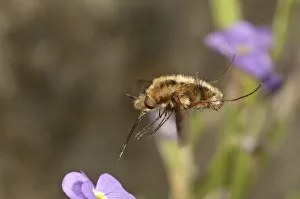 Large bee fly -Bombylius major- approaching an aubrieta -Aubrieta-, Untergroeningen Large bee fly -Bombylius major- approaching an aubrieta -Aubrieta-, Untergroeningen