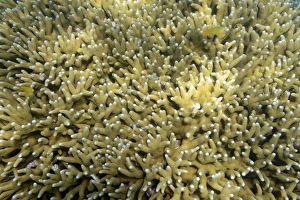 Large blocks of Stone corals -Seriatopora spec.- in the coral reef, Northern Bali, Bali, Indonesia Large blocks of Stone corals -Seriatopora spec.- in the coral reef, Northern Bali, Bali, Indonesia