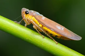 Large Brown Leafhopper (Bothrogonia ferruginea)